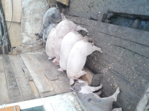 Purcei de casă de vânzare  - imagine 2