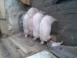 Purcei de casă de vânzare  - imagine 4