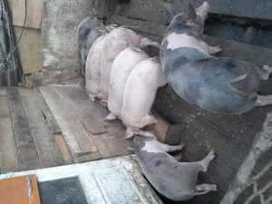 Purcei de casă de vânzare  - imagine 3