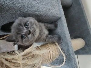 Puiuti superbi din părinți British shorthair  - imagine 3