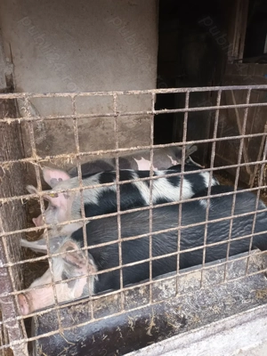 Porci de vânzare  - imagine 3