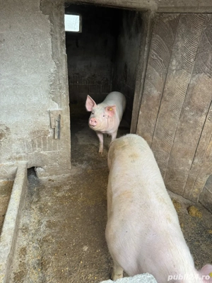 Vand porci - imagine 2