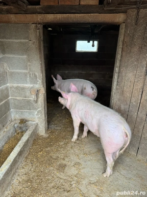 Vand porci - imagine 4