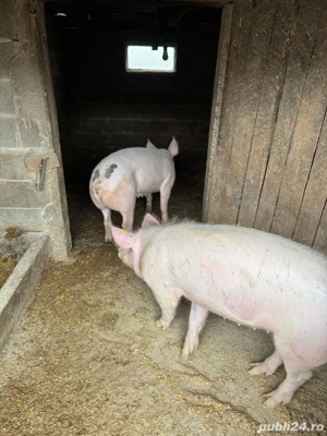 Vand porci - imagine 3