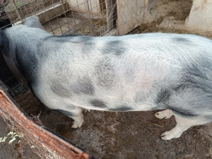 Porc de vânzare!! - imagine 2