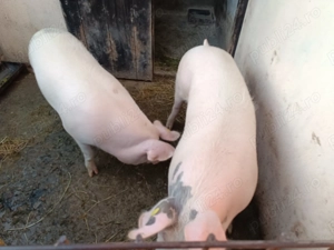 Porc de vânzare!! - imagine 3