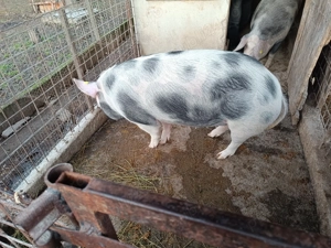Porc de vânzare!! - imagine 5