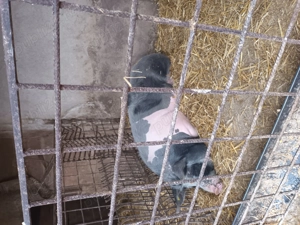 Porci de vânzare  - imagine 5