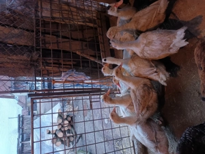 Rate crescute la gospodarie