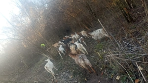 Capre de vânzare 30 bucăți 