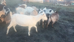 Capre de vânzare 30 bucăți  - imagine 2