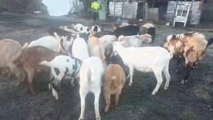 Capre de vânzare 30 bucăți  - imagine 5