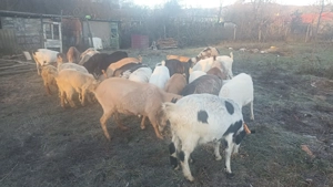 Capre de vânzare 30 bucăți  - imagine 4