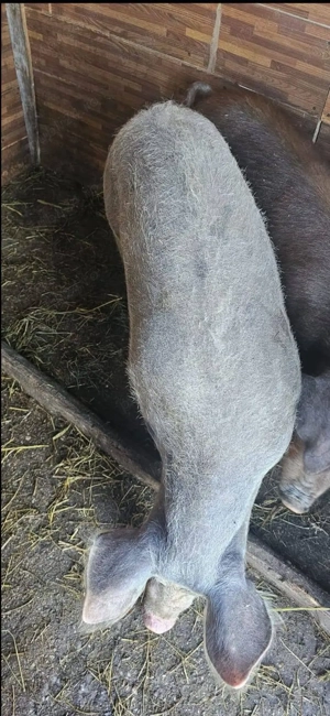 Porci 90-100kg Comuna Lița Asigur Transport