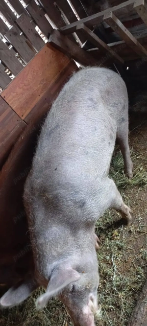 Porci 90-100kg Comuna Lița Asigur Transport - imagine 3
