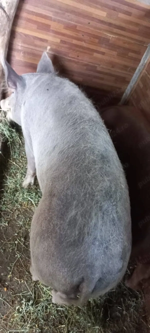 Porci 90-100kg Comuna Lița Asigur Transport - imagine 2