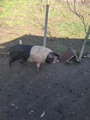 Porci crescuti in gospodarie proprie