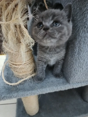 Puiuti superbi din părinți British shorthair  - imagine 2