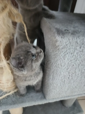 Puiuti superbi din părinți British shorthair  - imagine 4