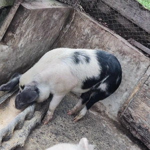 Vând porc  - imagine 2