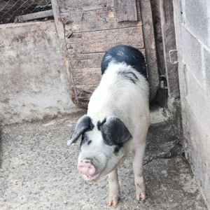 Vând porc  - imagine 3