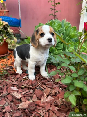 Beagle      