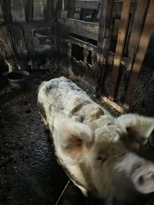 Porci Mangalita Prahova - imagine 2