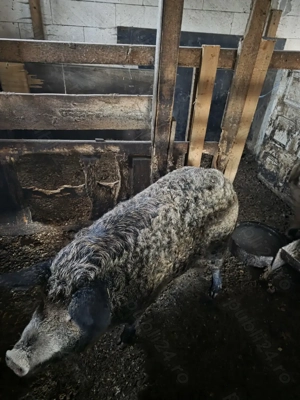 Porci Mangalita Prahova - imagine 4