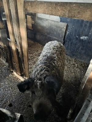 Porci Mangalita Prahova - imagine 3