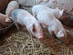 Purcei de vânzare! - imagine 3