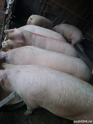 vand porci 15 lei kg