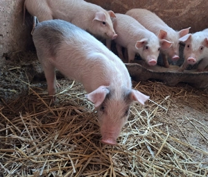 Purcei de vânzare! - imagine 2