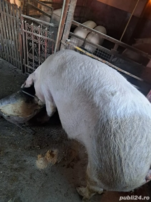 vand porci 15 lei kg - imagine 5