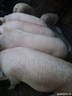 vand porci 15 lei kg - imagine 4