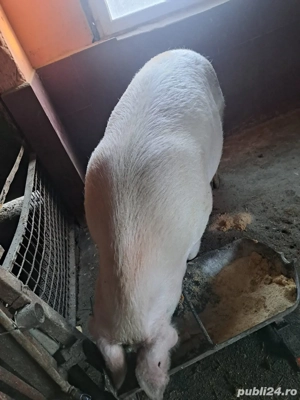 vand porci 15 lei kg - imagine 3