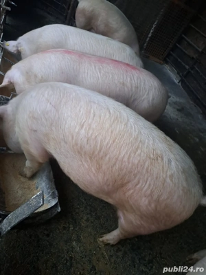 vand porci 15 lei kg - imagine 2