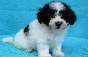 Bichon havanez 450 lei