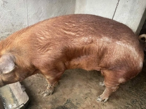Vând porc Duroc  - imagine 2
