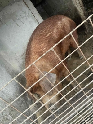 Vând porc Duroc  - imagine 3