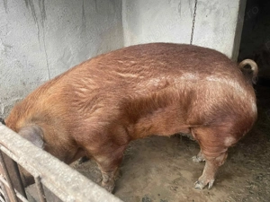 Vând porc Duroc  - imagine 4