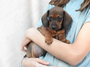 Teckel superbi 1000 lei