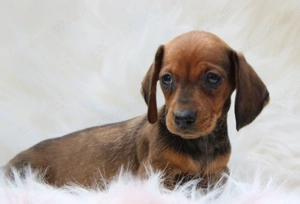 Teckel superbi 1000 lei - imagine 2