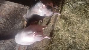 Vand doi porci pietrean incrucisat cu landras - imagine 4