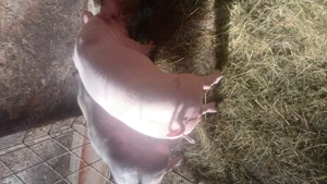 Vand doi porci pietrean incrucisat cu landras - imagine 2