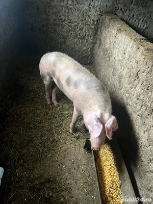 porc de 100 kg - imagine 2