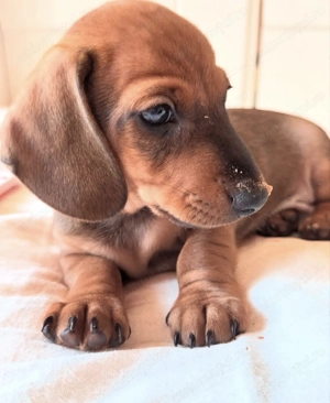 Teckel 1000 lei - imagine 2