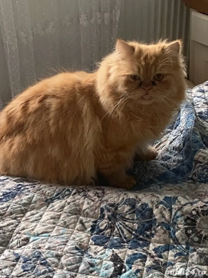 Persana exotica baietel superb ! - imagine 4