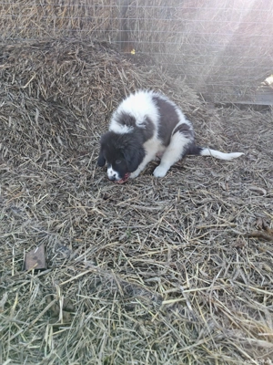 Ciobanesc de Bucovina  - imagine 2