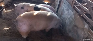 porci de sacrificat  - imagine 2
