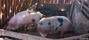 porci de sacrificat  - imagine 3